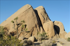 Joshua Tree NP